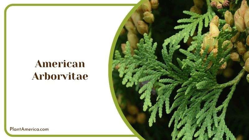 American Arborvitae Plant America