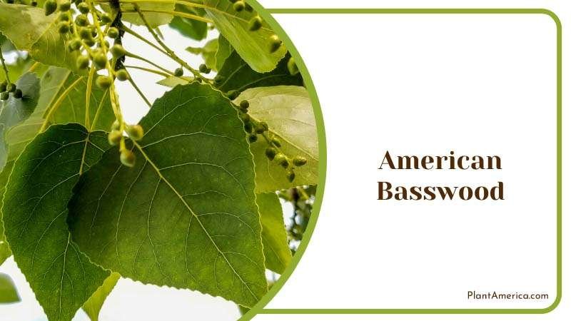 American Basswood Tree with Leaves Plant America