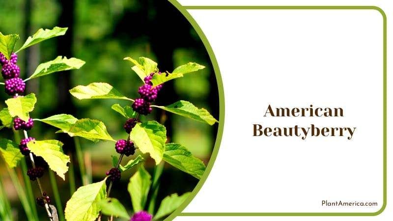 American Beautyberry Proof Bush PlantAmerica
