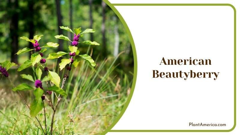 American Beautyberry Shrub with Purple Berries Plant America