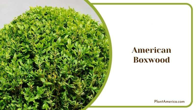 American Boxwood Plant America