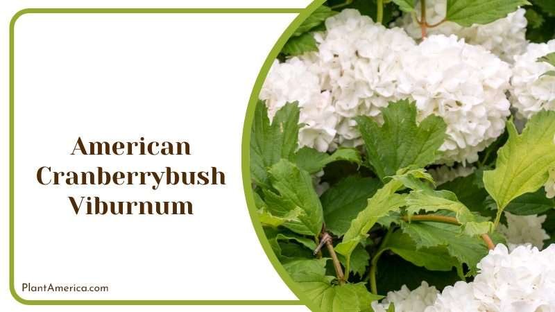 American Cranberrybush Viburnum Plant America