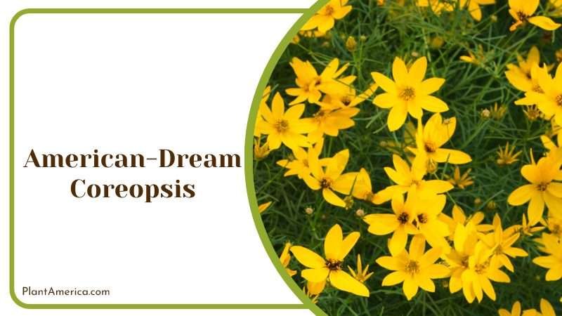American Dream Coreopsis Plant America