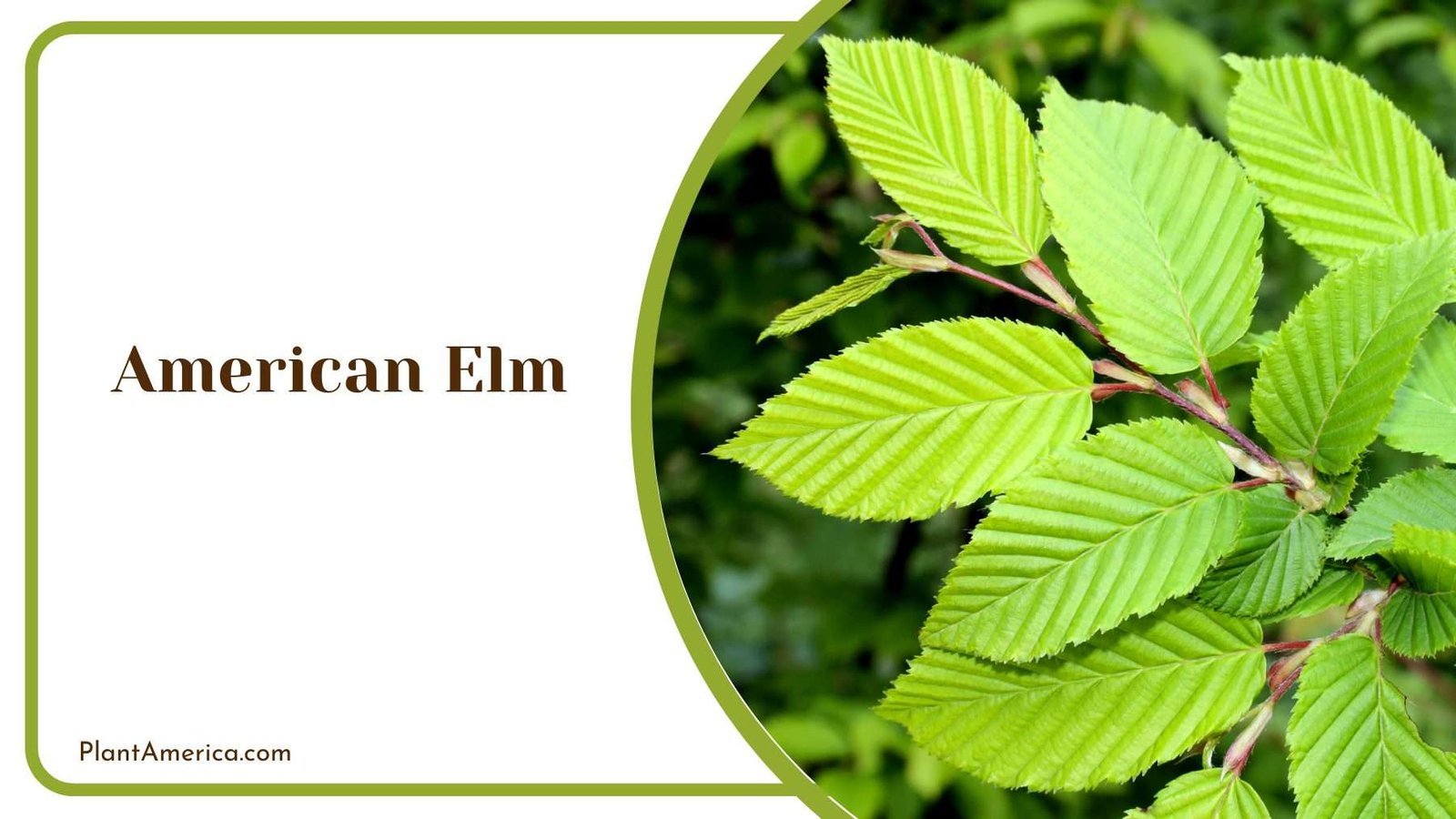 American Elm Tree Plant America