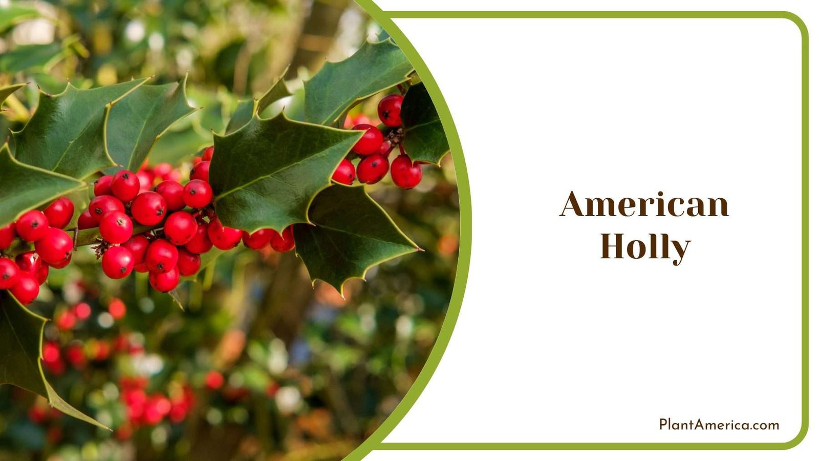 American Holly Tree Plant America