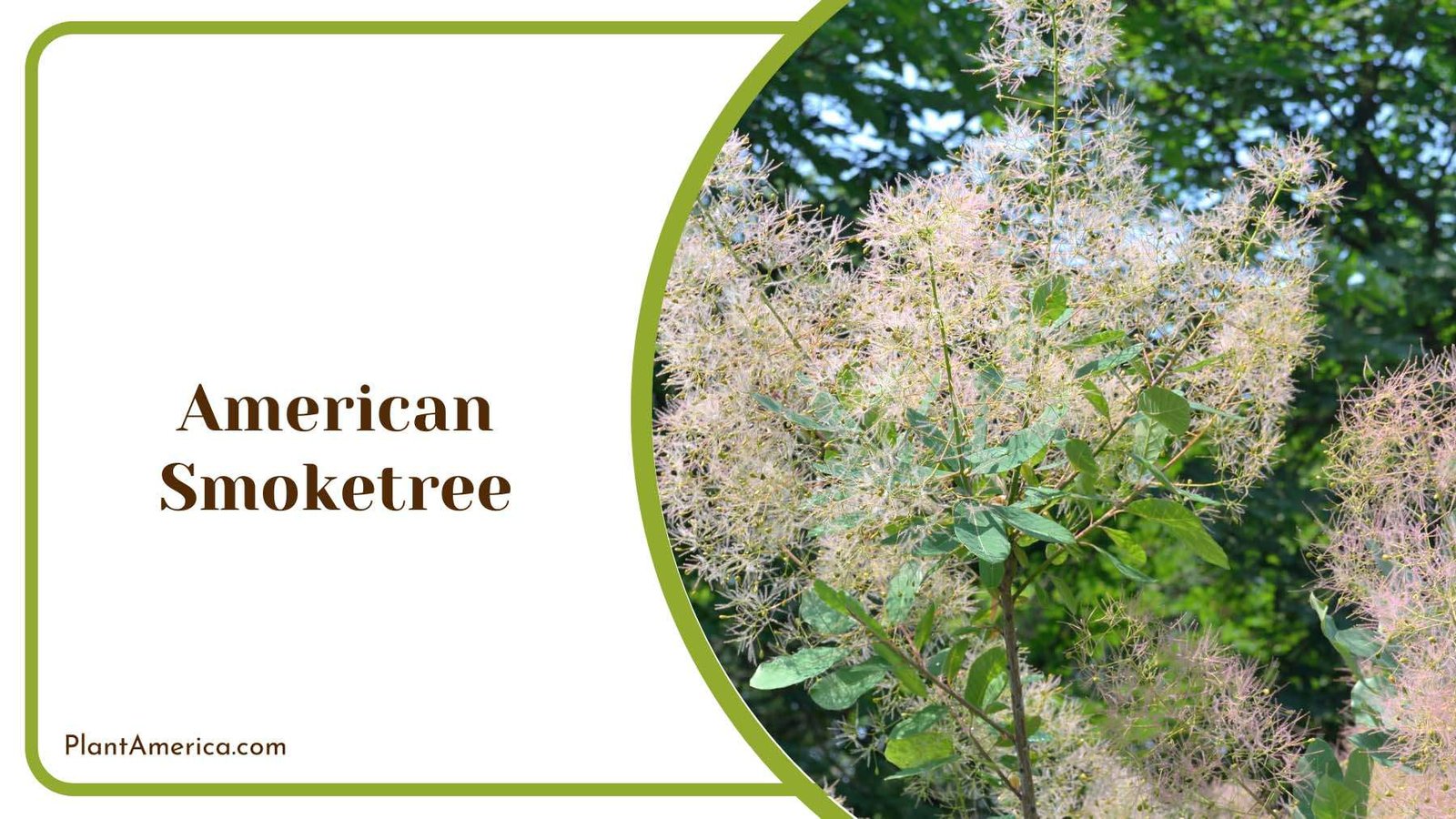 American Smoketree Medium Sized Plant America