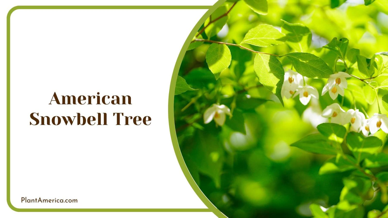 American Snowbell Tree Plant America American Snowbell Tree Plant America