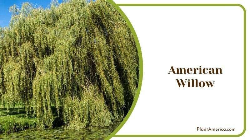 American Willow PlantAmerica