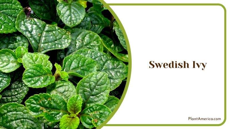 Amzing Green Swedish Ivy Leaves Plant America Amzing Green Swedish Ivy Leaves Plant America