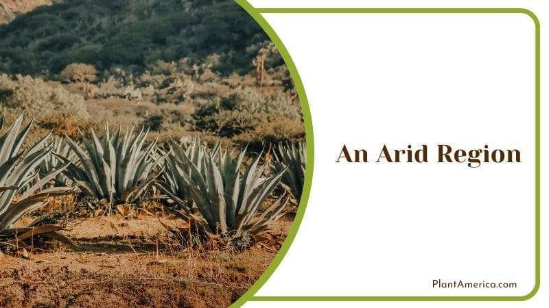 An Arid Region Plant America An Arid Region Plant America