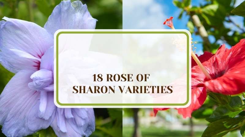 An Article About 18 Rose Of Sharon Varieties Plant America 18 Rose of Sharon Varieties That Add Drama to Your Garden