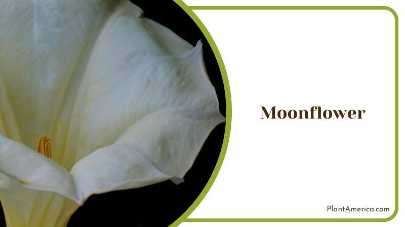 An Exploration of ornamental Moonflower Plant America