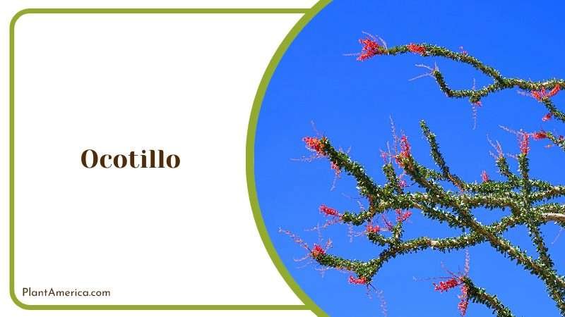 An Iconic Flora Ocotillos Blooms Plant America