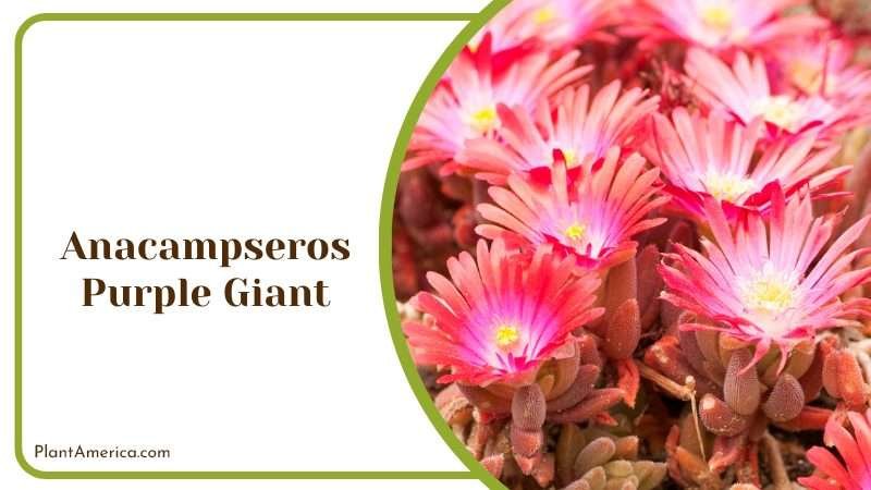 Anacampseros Purple Giant Succulent Plant America Anacampseros Purple Giant Succulent Plant America