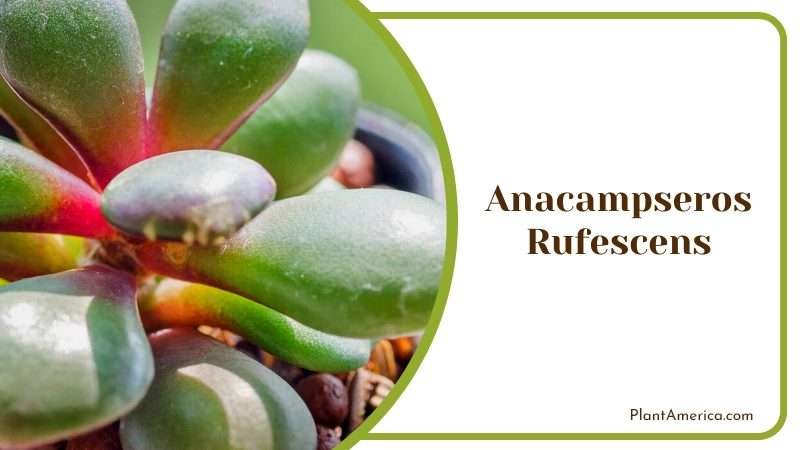 Anacampseros Rufescens Succulent Plant America Anacampseros Rufescens Succulent Plant America