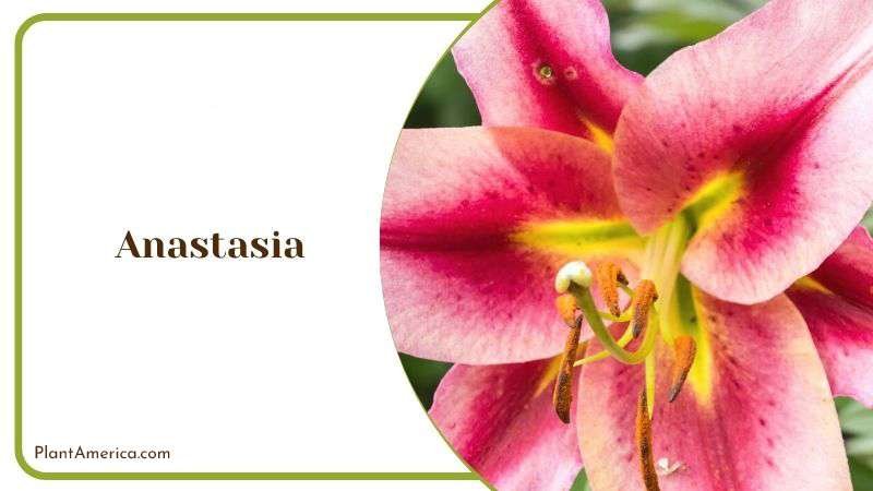 Anastasia Plant America