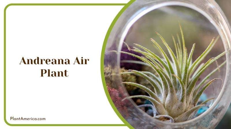 Andreana Air Plant endemic to Columbia Plant America Andreana Air Plant endemic to Columbia Plant America