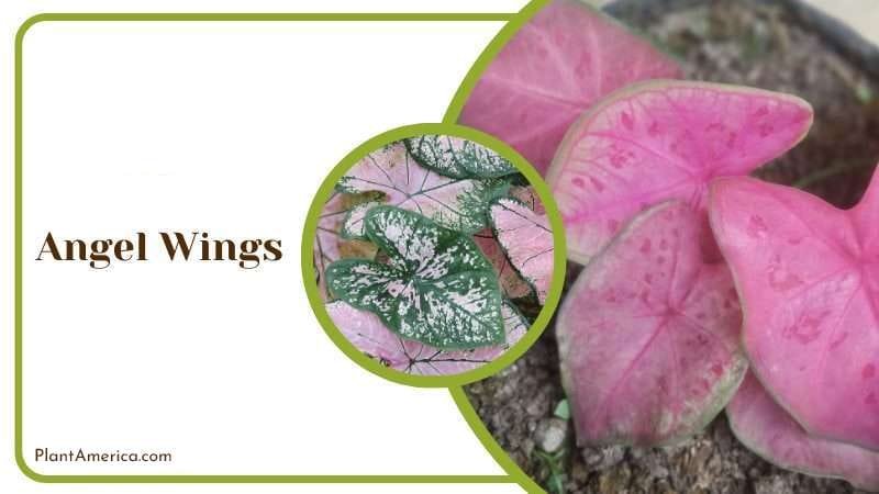 Angel Wings PlantAmerica Angel Wings PlantAmerica