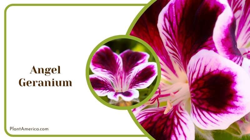 Angelic Angel Geraniums Plant America