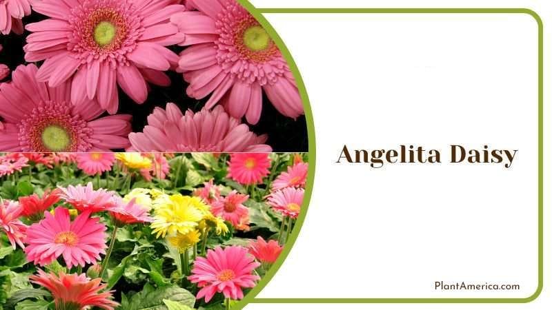 Angelita Daisy PlantAmerica Angelita Daisy PlantAmerica
