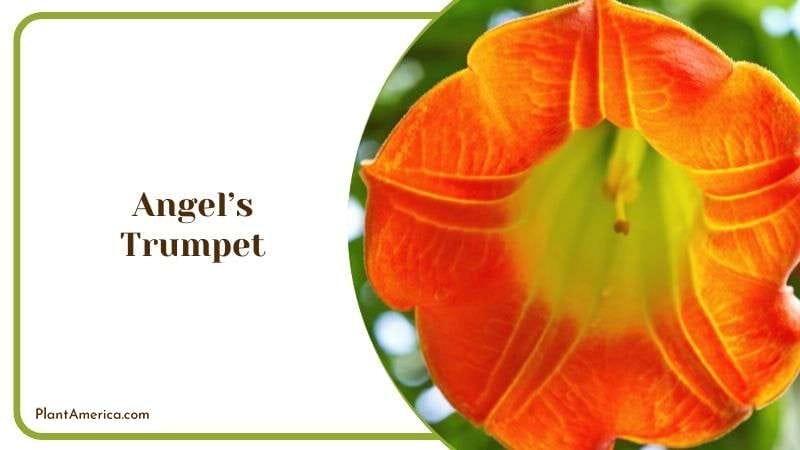 Angels Trumpet Plant America