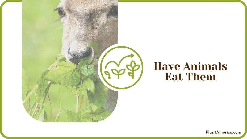 Animals Eating Poison Ivy Plant America Animals Eating Poison Ivy Plant America