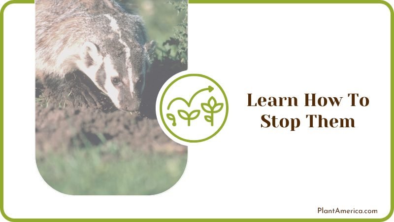Animals That Dig Holes Plant America