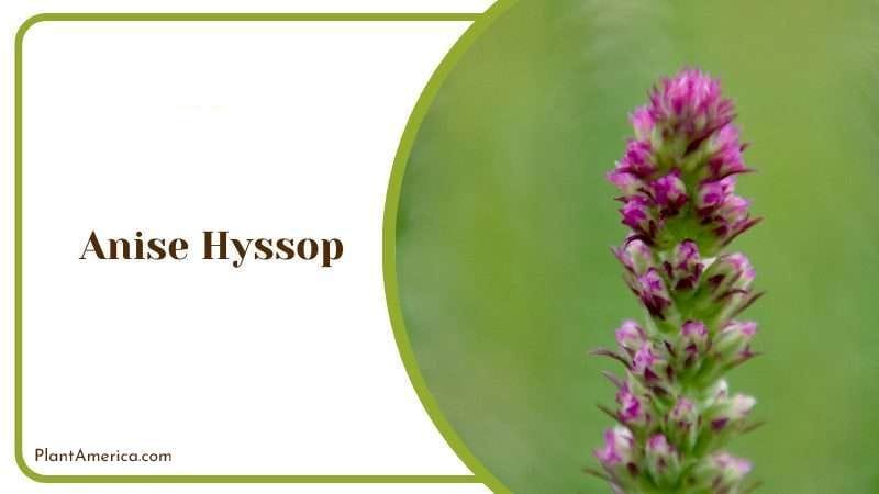 Anise Hyssop PlantAmerica