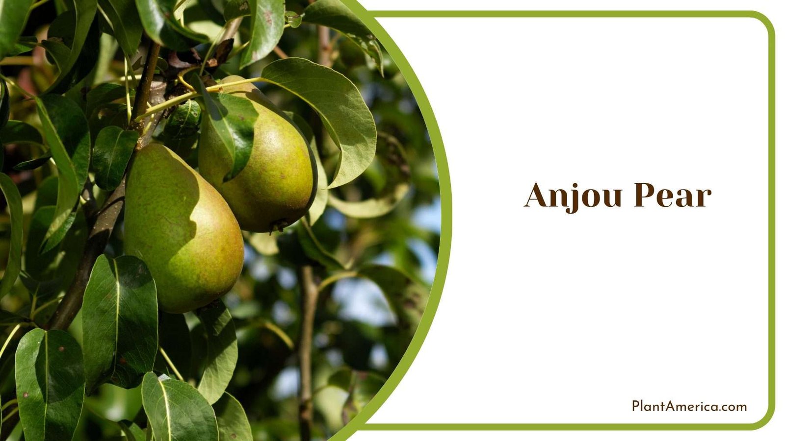 Anjou Pear Tree Plant America