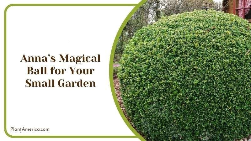 Annas Magical Ball for Your Small Garden Plant America Annas Magical Ball for Your Small Garden Plant America