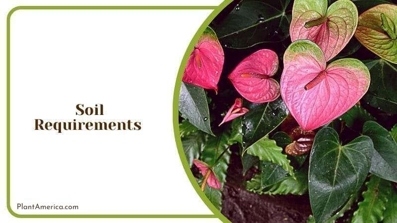 Anthurium Compact Care and Growth ~ Plant America