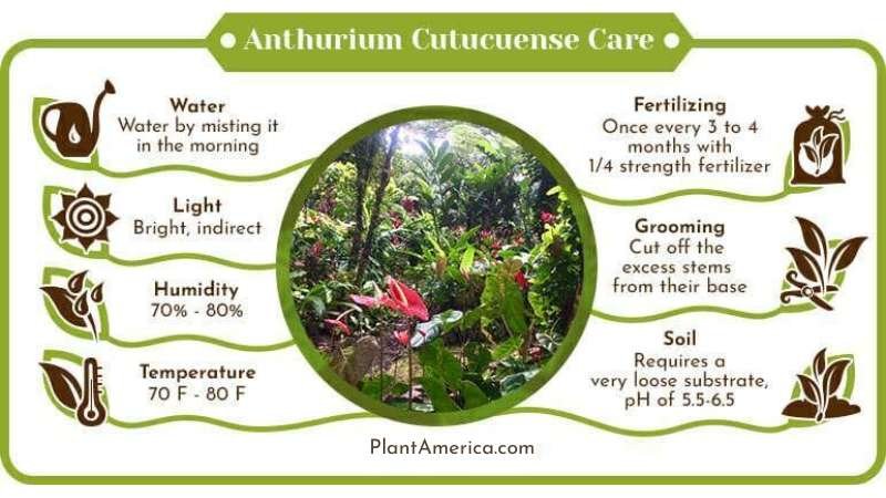 Anthurium Cutucuense Care Infographic ~ Plant America Anthurium Cutucuense Care: A Rare Epiphyte for Your Exotic Garden