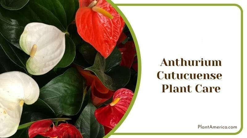 Anthurium Cutucuense Plant Care ~ Plant America Anthurium Cutucuense Plant Care ~ Plant America
