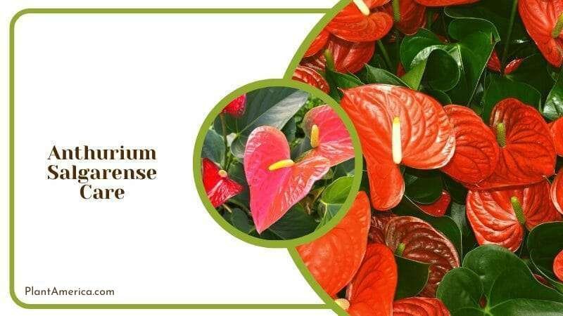 Anthurium Large In Field ~ Plant America