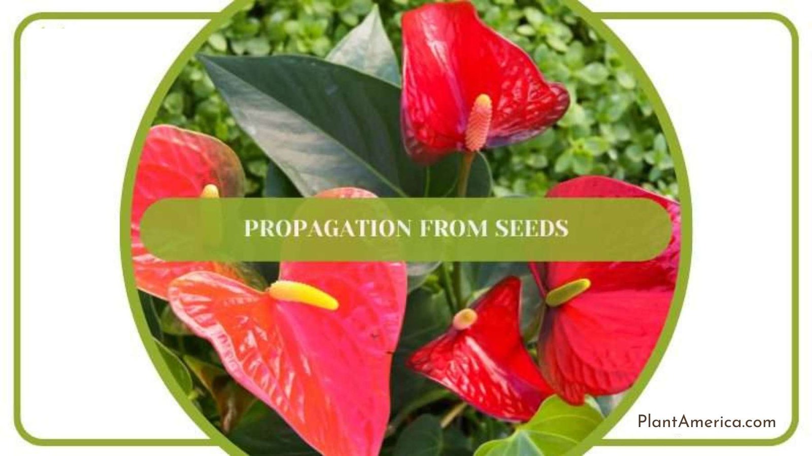 Anthurium Ovatifolium Seeds ~ Plant America