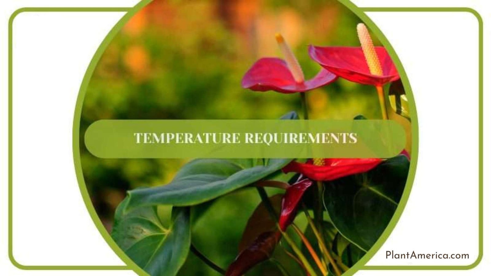 Anthurium Ovatifolium Temperature ~ Plant America