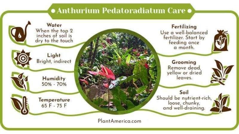 Anthurium Pedatoradiatum Care Infographic ~ Plant America Anthurium Pedatoradiatum Care: Gorgeously Grand Anthurium Fingers