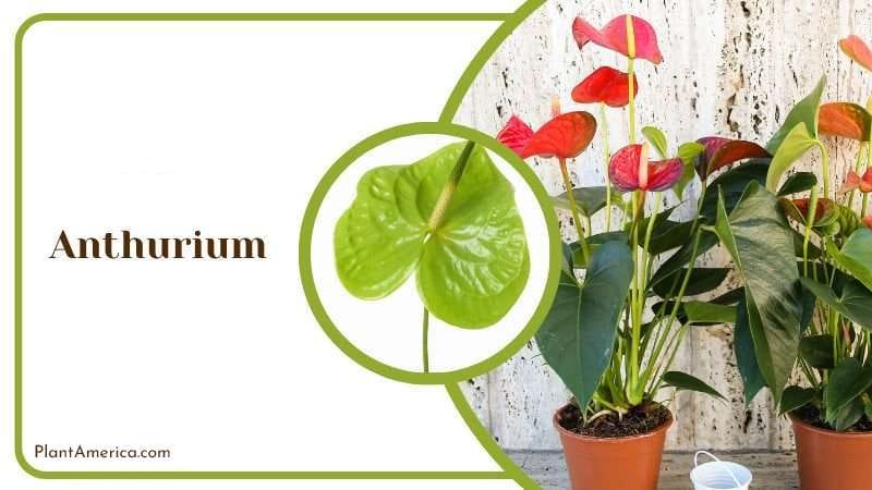 Anthurium Plant PlantAmerica