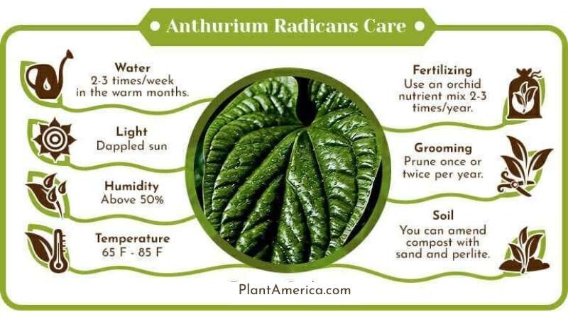 Anthurium Radicans Care Plant America Anthurium Radicans: Taking Care of the Beautiful Laceleaf Plant