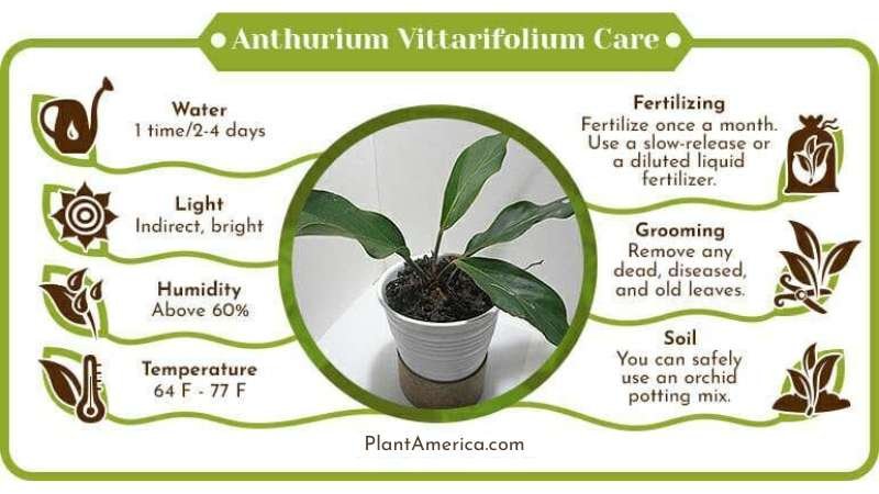 Anthurium Vittarifolium Care Infographic ~ Plant America Anthurium Vittarifolium Care: The Exquisite Plant With Long Flat Leaves