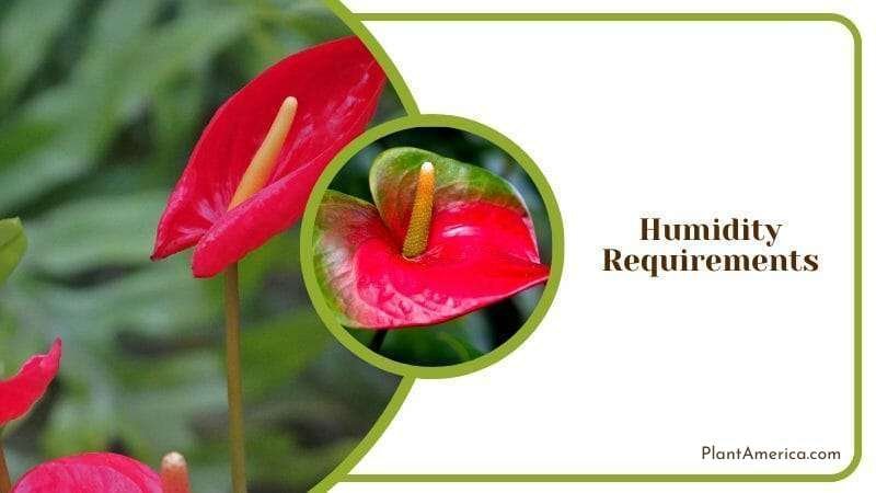 Anthurium Watermaliense Humidity Maintenance ~ Plant America