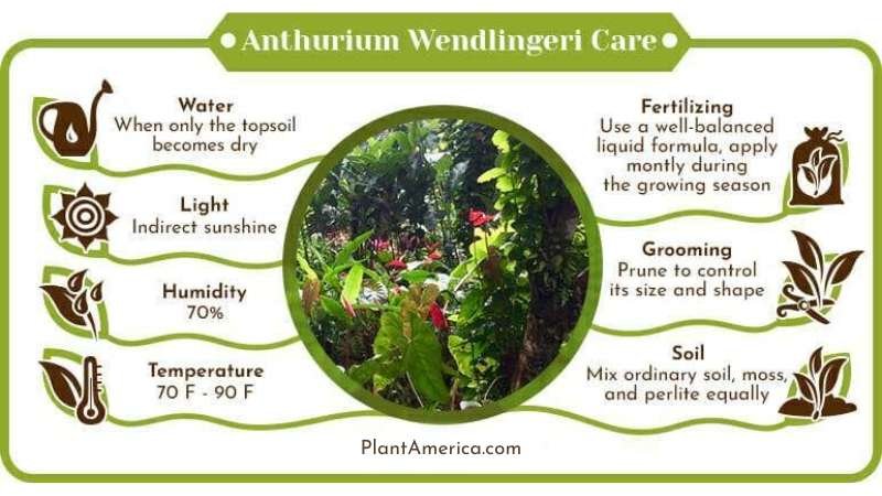 Anthurium Wendlingeri Care Infographic Plant America Anthurium Wendlingeri: This is The Best Care Guide For Beginners
