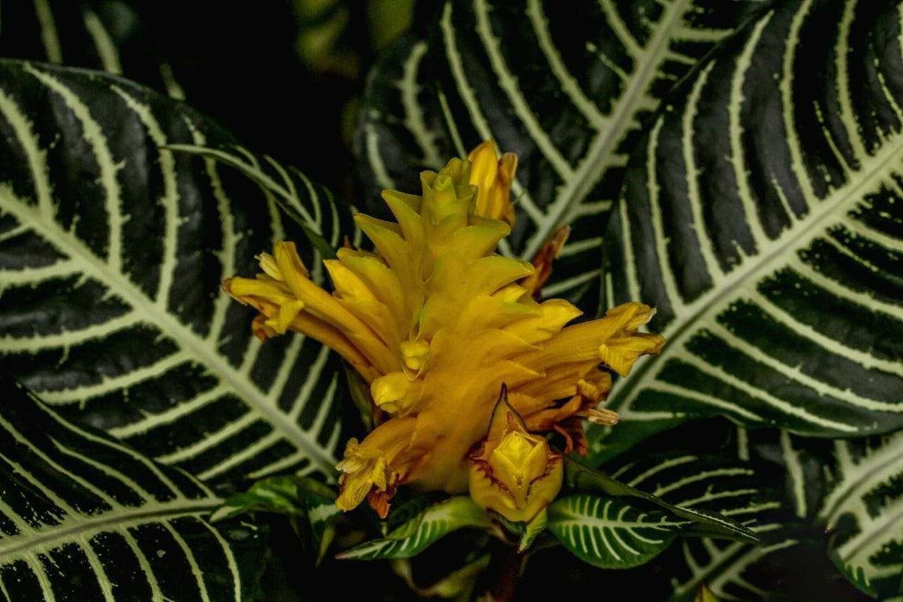 Aphelandra Squarrosa Zebra Plant Plant America