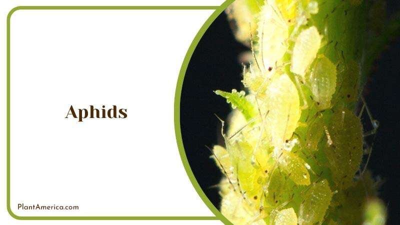 Aphids Plant America 2