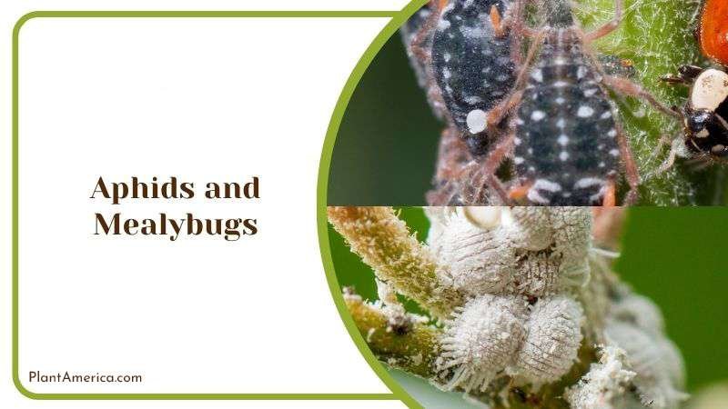 Aphids and Mealybugs in Oscularia Deltoides Plant America Aphids and Mealybugs in Oscularia Deltoides Plant America
