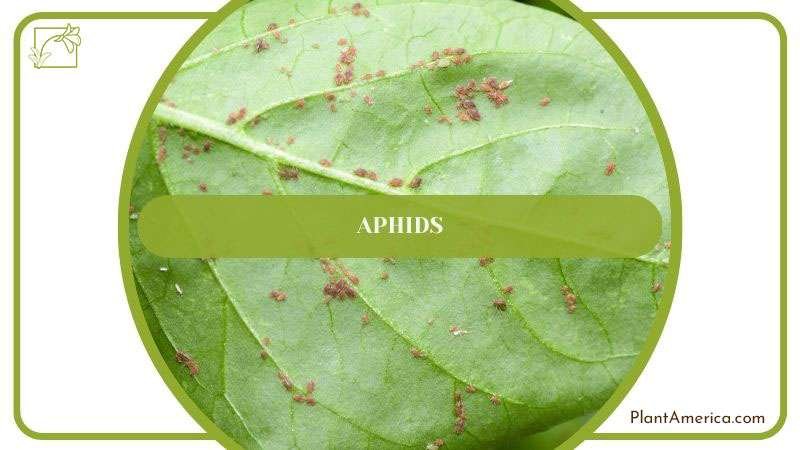 Humayun How to Content IMAGE Checking Anthurium for Stunted