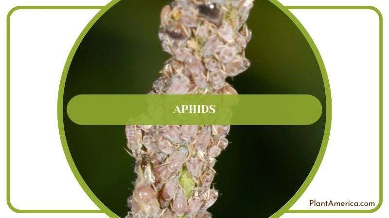 Aphids in Anthurium Wendlingeri Plant ~ PlantAmerica Aphids in Anthurium Wendlingeri Plant ~ PlantAmerica