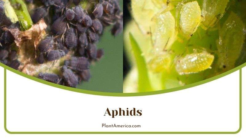 Aphids in Evelyn Roses Plant Plant America