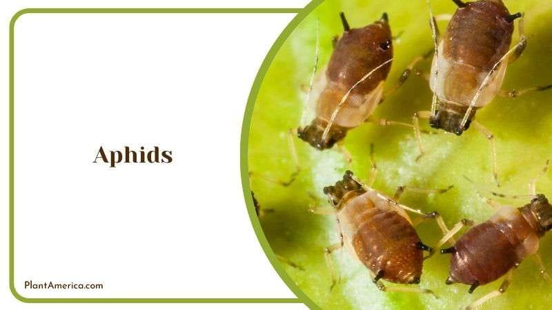 Aphids in Goeldii Plants Plant America