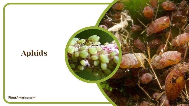 Aphids in White Hibiscus Plant Plant America